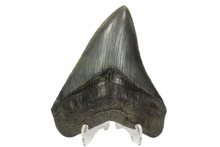 Serrated, Fossil Megalodon Tooth - South Carolina #121422